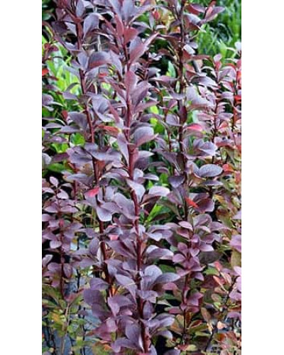 Барбарис тунберга Ред Рокет | Berberis thunbergii Red Rocket