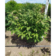 Бруслина крилата Компактус | Бересклет крылатый Компактус | Euonymus alatus Compactus