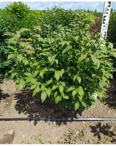 Бруслина крилата Компактус | Бересклет крылатый Компактус | Euonymus alatus Compactus