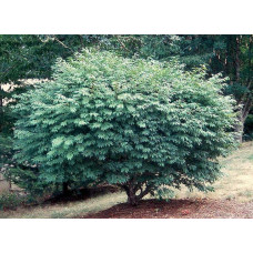 Бруслина крилата Компактус | Бересклет крылатый Компактус | Euonymus alatus Compactus