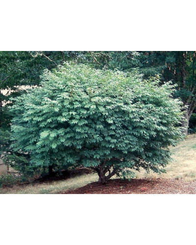 Бруслина крилата Компактус | Бересклет крылатый Компактус | Euonymus alatus Compactus