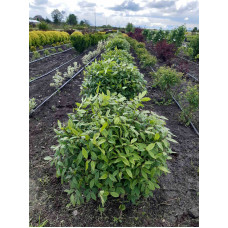 Бруслина крилата Компактус | Бересклет крылатый Компактус | Euonymus alatus Compactus