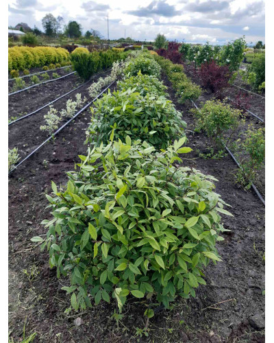 Бруслина крилата Компактус | Бересклет крылатый Компактус | Euonymus alatus Compactus