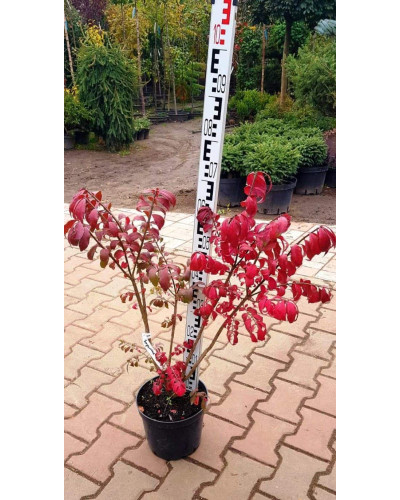 Бруслина крилата Компактус | Бересклет крылатый Компактус | Euonymus alatus Compactus