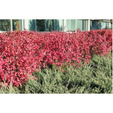 Бруслина крилата Компактус | Бересклет крылатый Компактус | Euonymus alatus Compactus