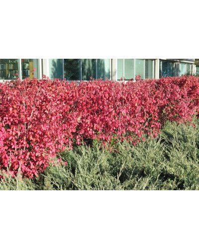 Бруслина крилата Компактус | Бересклет крылатый Компактус | Euonymus alatus Compactus