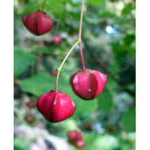 Бруслина крилата Компактус | Бересклет крылатый Компактус | Euonymus alatus Compactus