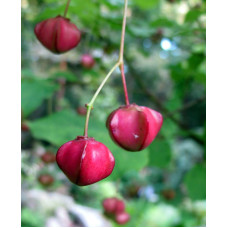 Бруслина крилата Компактус | Бересклет крылатый Компактус | Euonymus alatus Compactus
