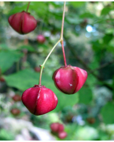 Бруслина крилата Компактус | Бересклет крылатый Компактус | Euonymus alatus Compactus