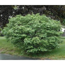 Бруслина крилата Компактус | Бересклет крылатый Компактус | Euonymus alatus Compactus