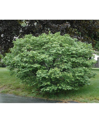 Бруслина крилата Компактус | Бересклет крылатый Компактус | Euonymus alatus Compactus