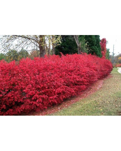 Бруслина крилата Компактус | Бересклет крылатый Компактус | Euonymus alatus Compactus