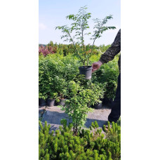 Бруслина крилата Компактус | Бересклет крылатый Компактус | Euonymus alatus Compactus