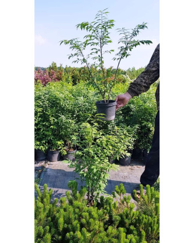 Бруслина крилата Компактус | Бересклет крылатый Компактус | Euonymus alatus Compactus