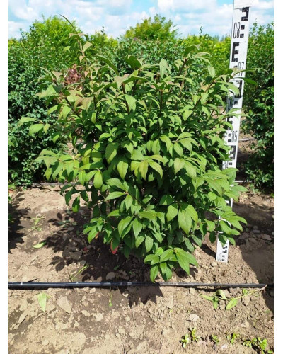 Бруслина крилата Компактус | Бересклет крылатый Компактус | Euonymus alatus Compactus