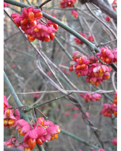 Бруслина крилата Компактус | Бересклет крылатый Компактус | Euonymus alatus Compactus