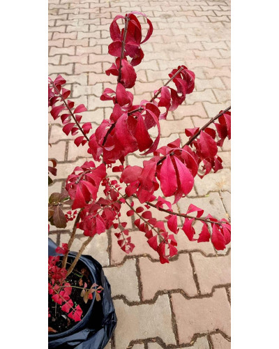 Бруслина крилата Компактус | Бересклет крылатый Компактус | Euonymus alatus Compactus