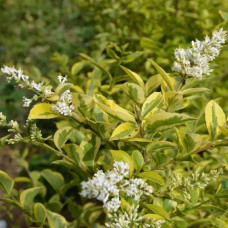 Бірючина овальнолиста Ауреум | Бирючина овальнолистная Ауреум | Ligustrum ovalifolium Aureum