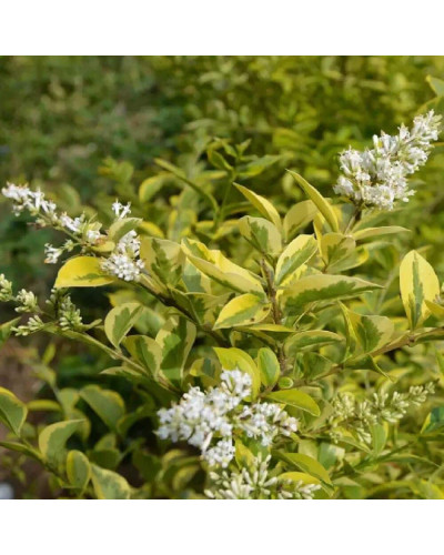 Бірючина овальнолиста Ауреум | Бирючина овальнолистная Ауреум | Ligustrum ovalifolium Aureum