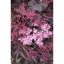 Бузина чорна Блек Б`юті® | Бузина черная Блек Бьюти® | Sambucus nigra Black Beauty®