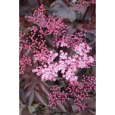 Бузина чорна Блек Б`юті® | Бузина черная Блек Бьюти® | Sambucus nigra Black Beauty®