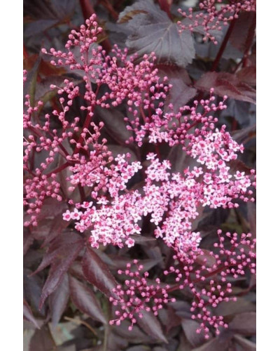 Бузина чорна Блек Б`юті® | Бузина черная Блек Бьюти® | Sambucus nigra Black Beauty®