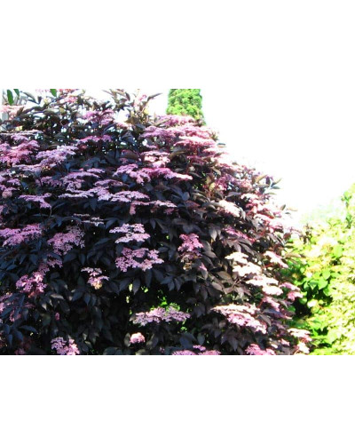 Бузина чорна Блек Б`юті® | Бузина черная Блек Бьюти® | Sambucus nigra Black Beauty®