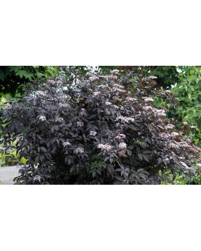 Бузина чорна Блек Б`юті® | Бузина черная Блек Бьюти® | Sambucus nigra Black Beauty®