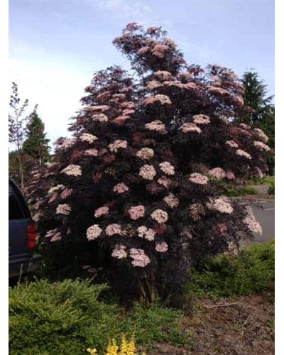 Бузина чорна Блек Б`юті® | Бузина черная Блек Бьюти® | Sambucus nigra Black Beauty®