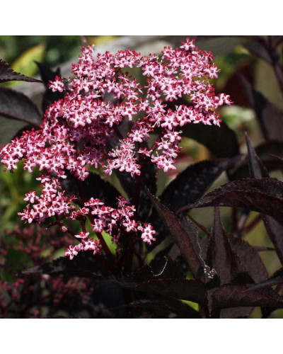 Бузина чорна Блек Б`юті® | Бузина черная Блек Бьюти® | Sambucus nigra Black Beauty®