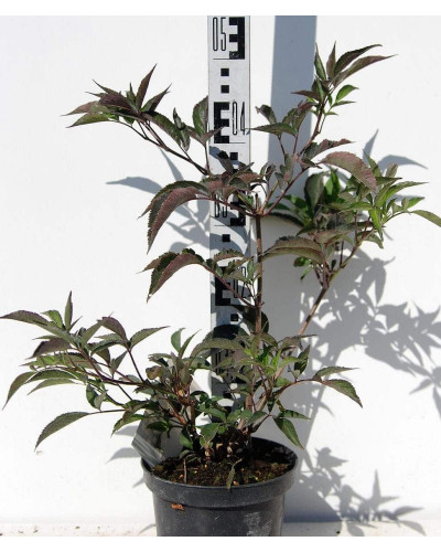Бузина чорна Блек Б`юті® | Бузина черная Блек Бьюти® | Sambucus nigra Black Beauty®