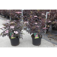 Бузина чорна Блек Б`юті® | Бузина черная Блек Бьюти® | Sambucus nigra Black Beauty®