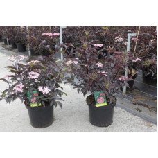 Бузина чорна Блек Б`юті® | Бузина черная Блек Бьюти® | Sambucus nigra Black Beauty®