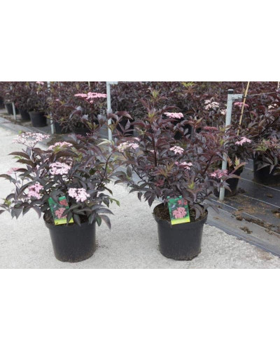 Бузина чорна Блек Б`юті® | Бузина черная Блек Бьюти® | Sambucus nigra Black Beauty®