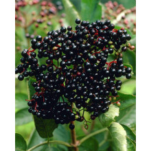 Бузина чорна Блек Б`юті® | Бузина черная Блек Бьюти® | Sambucus nigra Black Beauty®