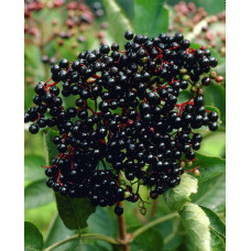 Бузина чорна Блек Б`юті® | Бузина черная Блек Бьюти® | Sambucus nigra Black Beauty®