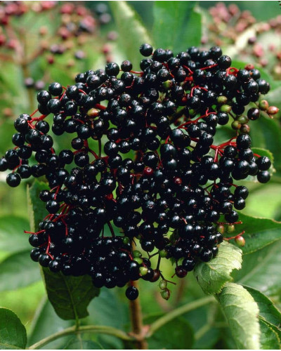 Бузина чорна Блек Б`юті® | Бузина черная Блек Бьюти® | Sambucus nigra Black Beauty®