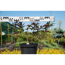 Бузина чорна Блек Б`юті® | Бузина черная Блек Бьюти® | Sambucus nigra Black Beauty®