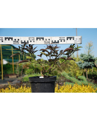 Бузина чорна Блек Б`юті® | Бузина черная Блек Бьюти® | Sambucus nigra Black Beauty®