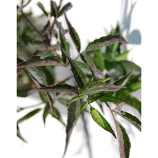 Бузина чорна Блек Б`юті® | Бузина черная Блек Бьюти® | Sambucus nigra Black Beauty®