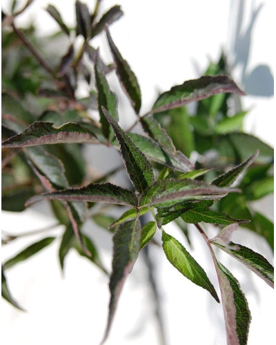 Бузина чорна Блек Б`юті® | Бузина черная Блек Бьюти® | Sambucus nigra Black Beauty®