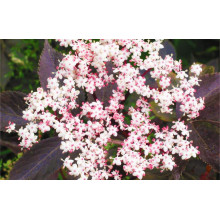 Бузина чорна Блек Б`юті® | Бузина черная Блек Бьюти® | Sambucus nigra Black Beauty®