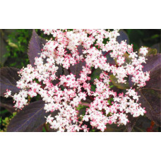 Бузина чорна Блек Б`юті® | Бузина черная Блек Бьюти® | Sambucus nigra Black Beauty®