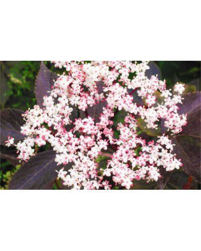 Бузина чорна Блек Б`юті® | Бузина черная Блек Бьюти® | Sambucus nigra Black Beauty®