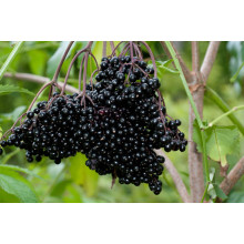 Бузина чорна Блек Б`юті® | Бузина черная Блек Бьюти® | Sambucus nigra Black Beauty®