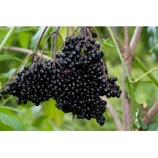 Бузина чорна Блек Б`юті® | Бузина черная Блек Бьюти® | Sambucus nigra Black Beauty®