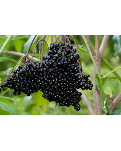 Бузина чорна Блек Б`юті® | Бузина черная Блек Бьюти® | Sambucus nigra Black Beauty®