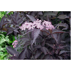 Бузина чорна Блек Б`юті® | Бузина черная Блек Бьюти® | Sambucus nigra Black Beauty®