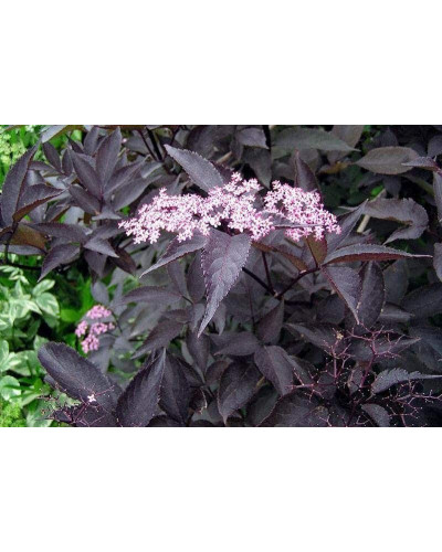 Бузина чорна Блек Б`юті® | Бузина черная Блек Бьюти® | Sambucus nigra Black Beauty®