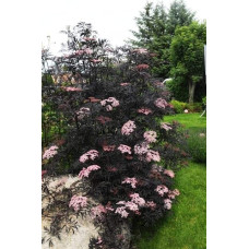 Бузина чорна Блек Б`юті® | Бузина черная Блек Бьюти® | Sambucus nigra Black Beauty®
